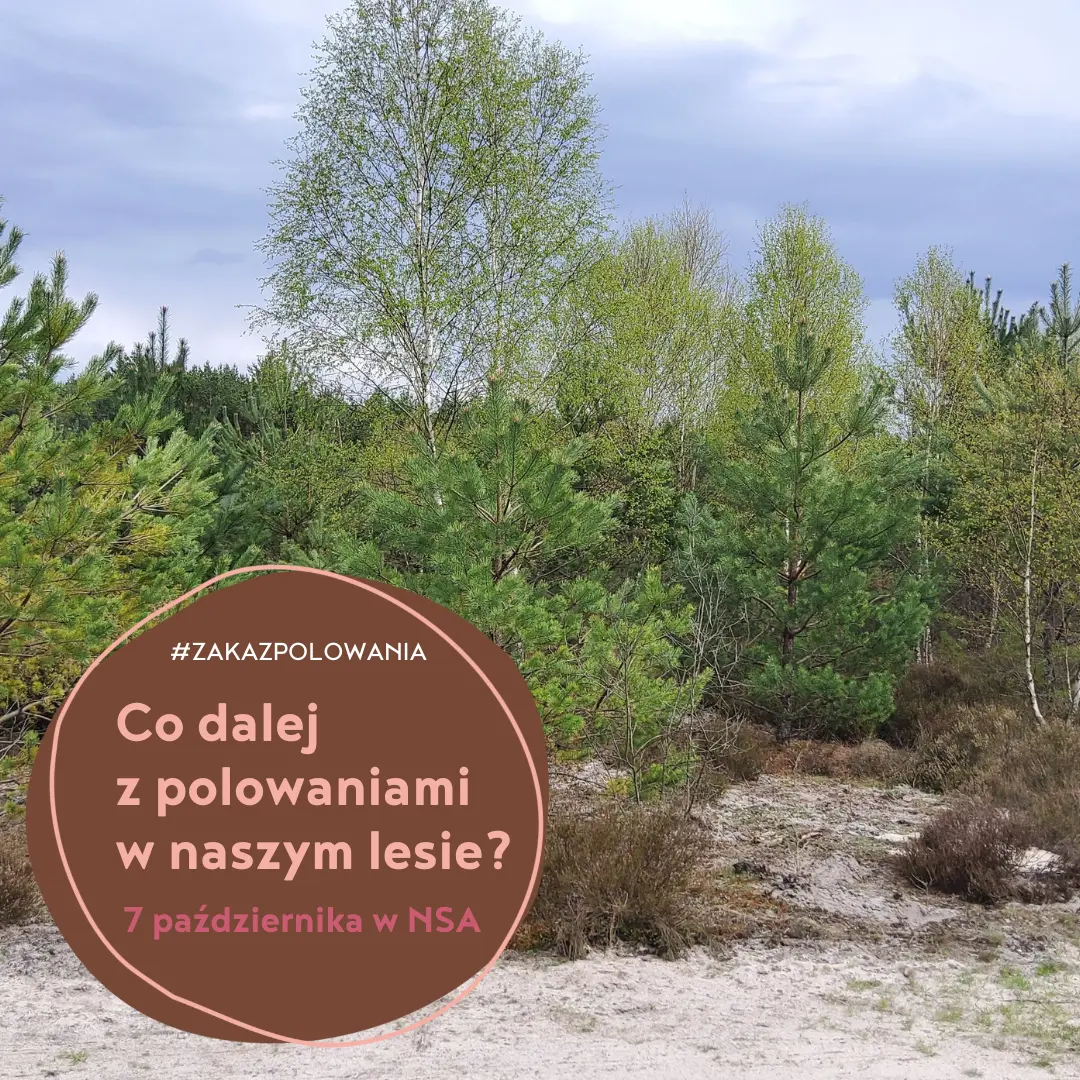 co dalej z polowaniami w lesie Źródeł? rozstrzygnie NSA 7 października 2025
