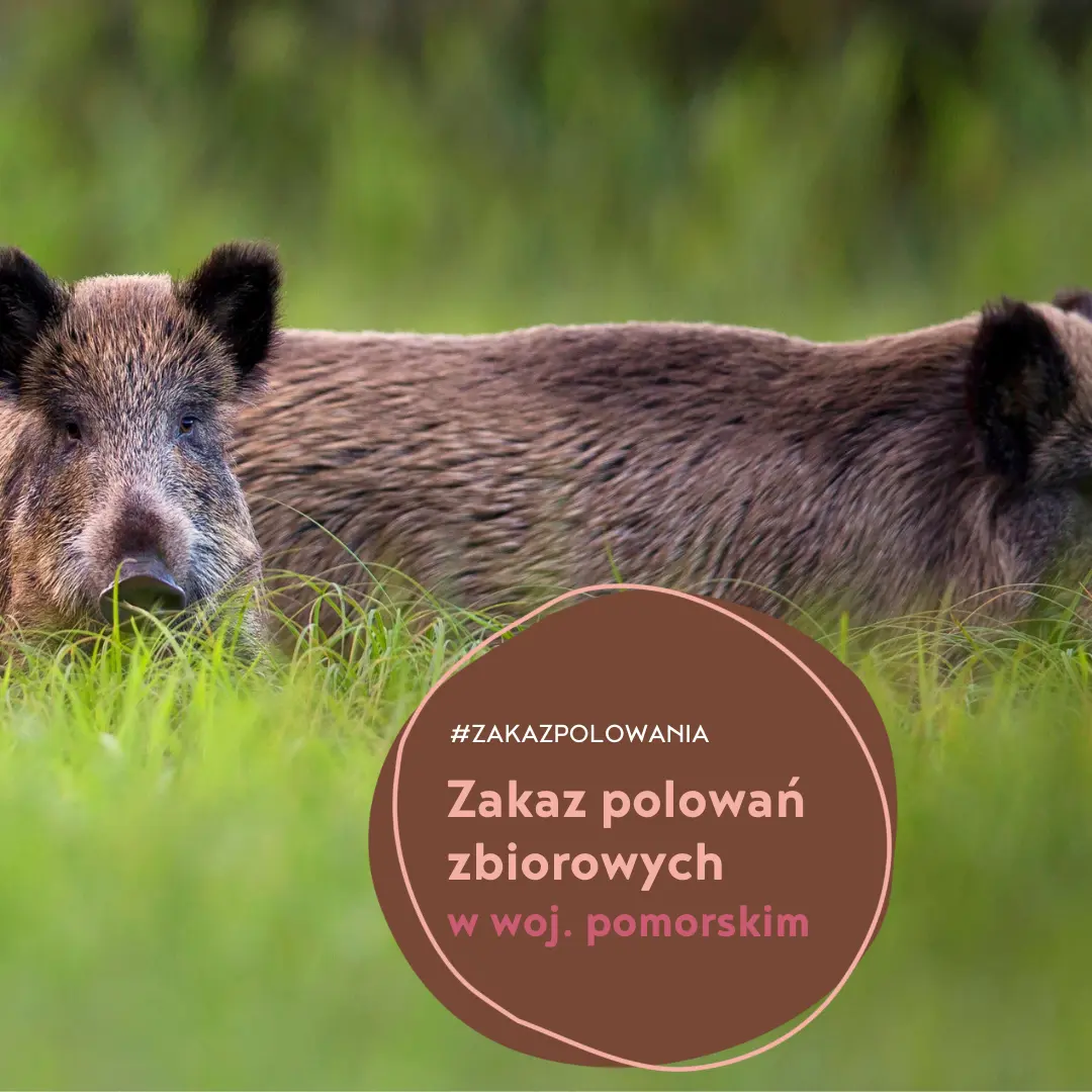 zakaz polowań zbiorowych w woj. pomorskim
