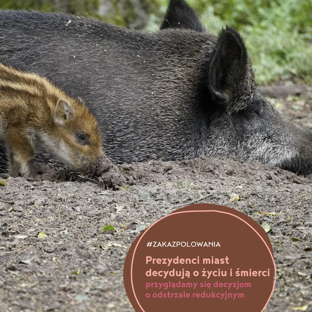 Przyglądamy się decyzjom o odstrzale redukcyjnym