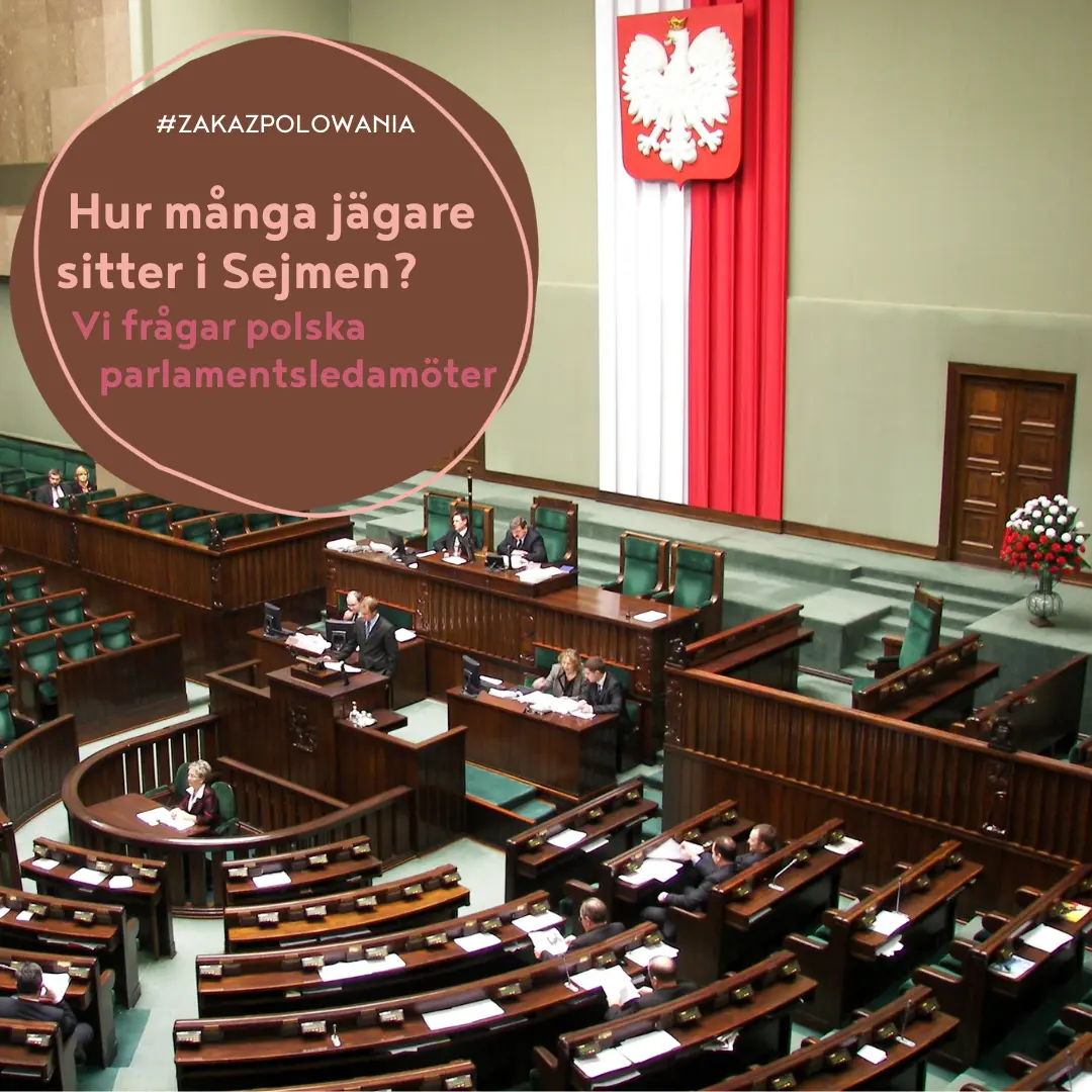 Hur många jägare sitter i Sejmen, det polska parlamentet? Vi frågar ledamöterna i det polska parlamentet. #czypolujesz