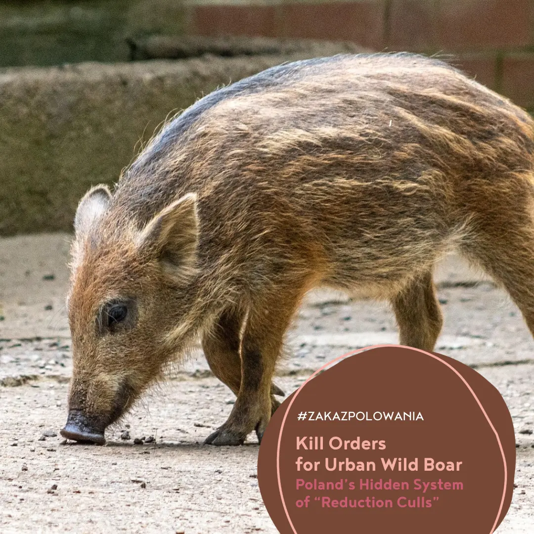 Culling Wild Boar in Cities: How Local Authorities Order Killings Without Public Oversight