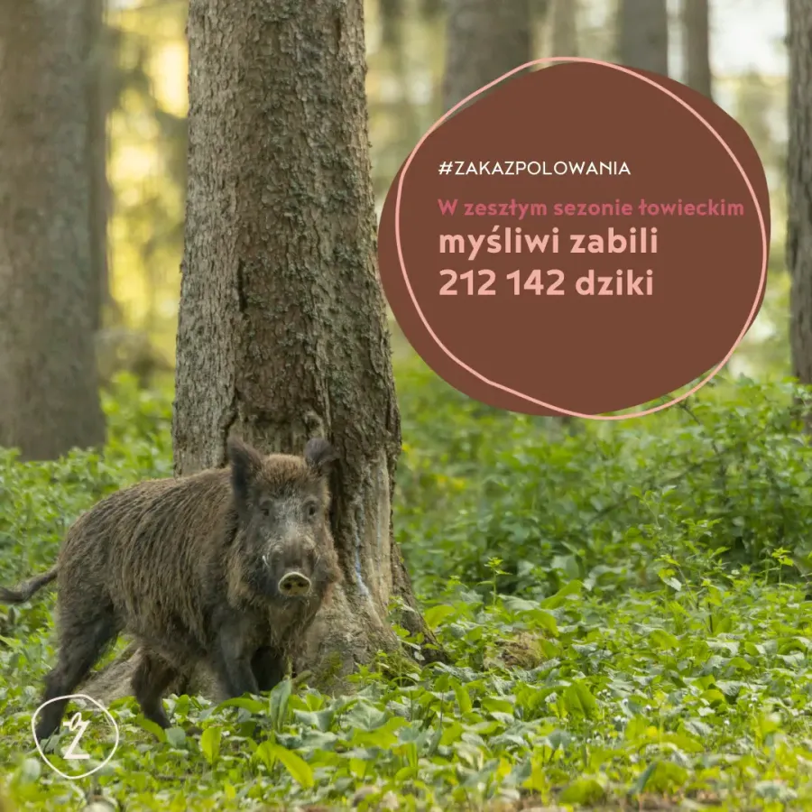 myśliwi zabili 212 tysięcy dzików w zeszłym roku