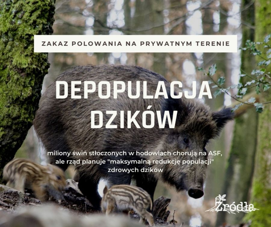 Depopulacja dzików