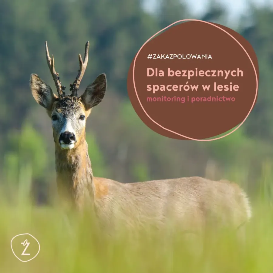 dla bezpiecznych spacerów w lesie - monitoring i poradnictwo