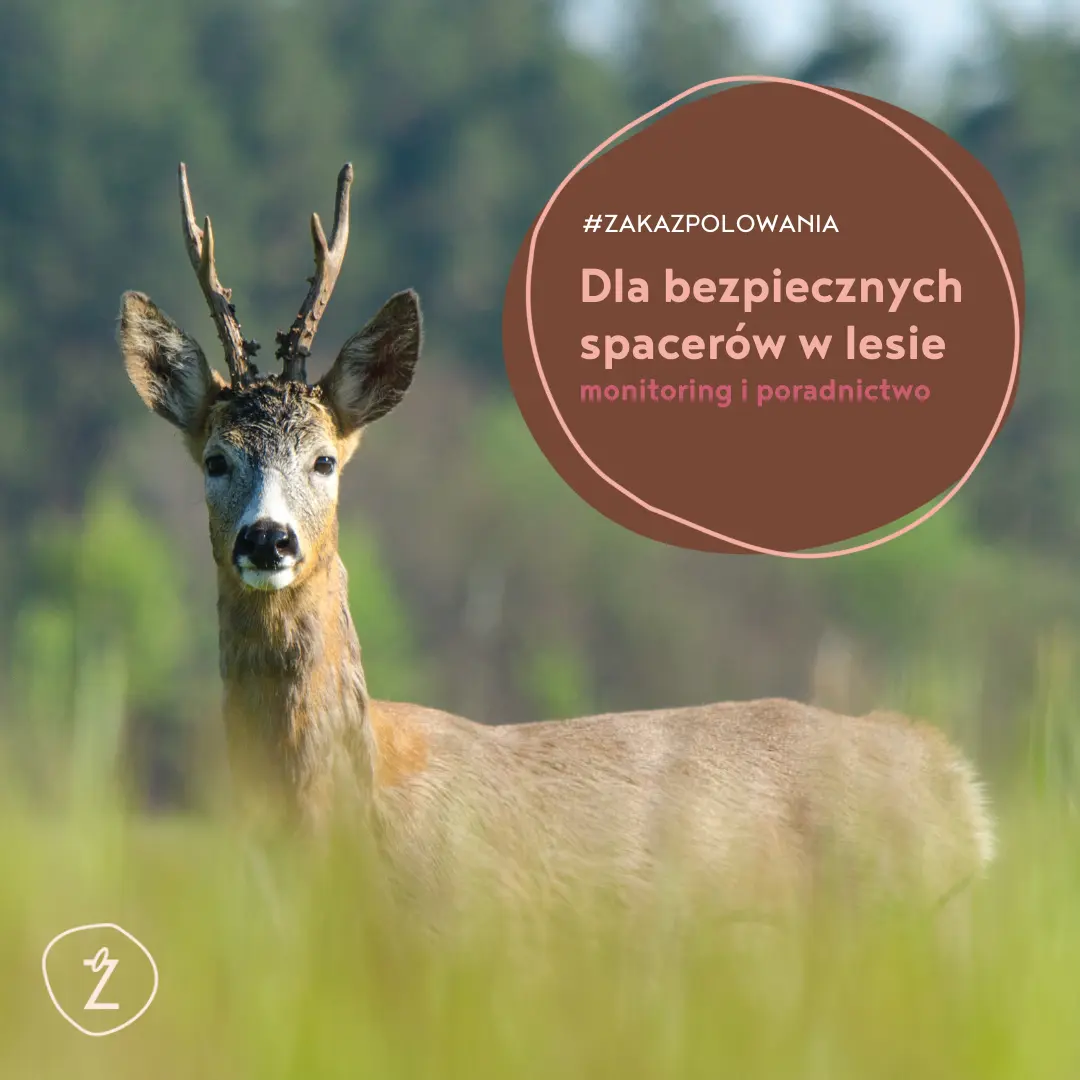 dla bezpiecznych spacerów w lesie - monitoring i poradnictwo