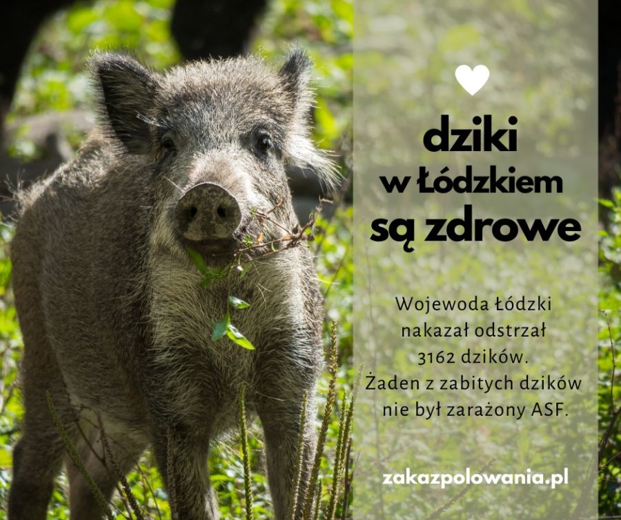 Dziki w Łódzkiem są zdrowe
