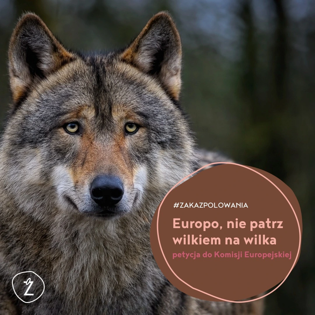 Europo, chroń wilki