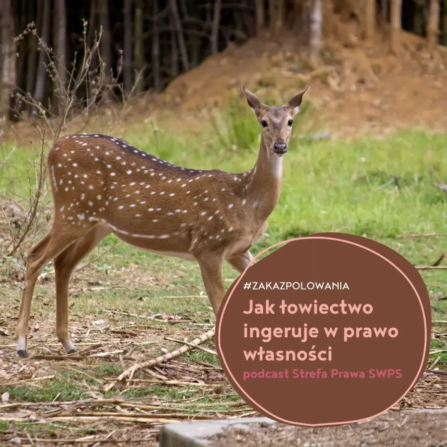 Jak myślistwo ingeruje w prawo własności - podcast Strafa Prawa SWPS