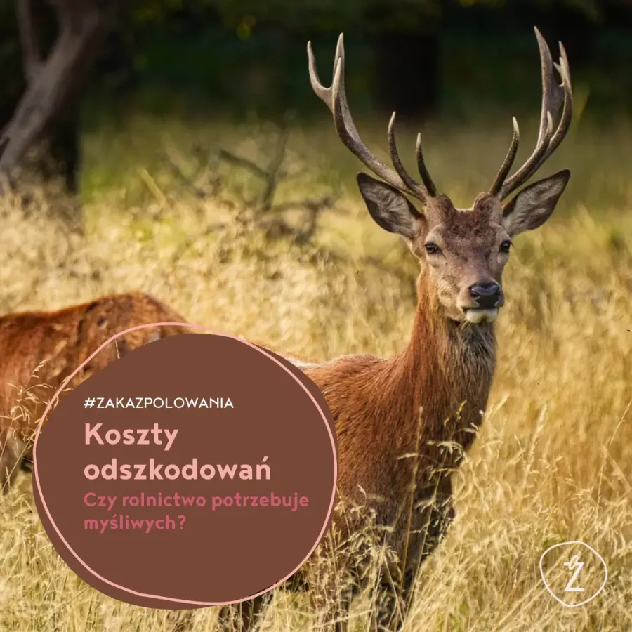 napis koszty odszkodowań na tle zdjęcia jelenia
