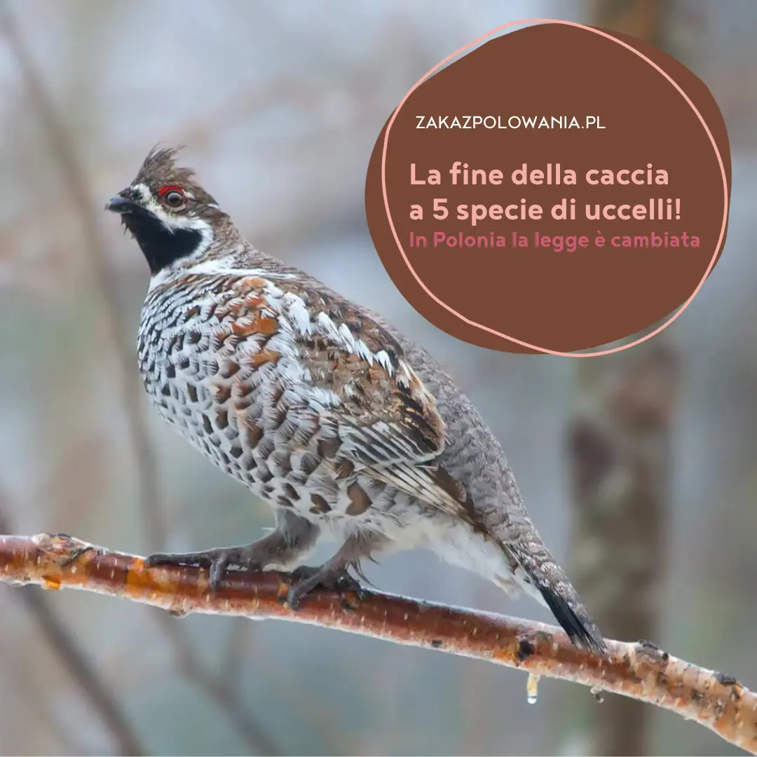 La fine della caccia a 5 specie di uccelli in Polonia