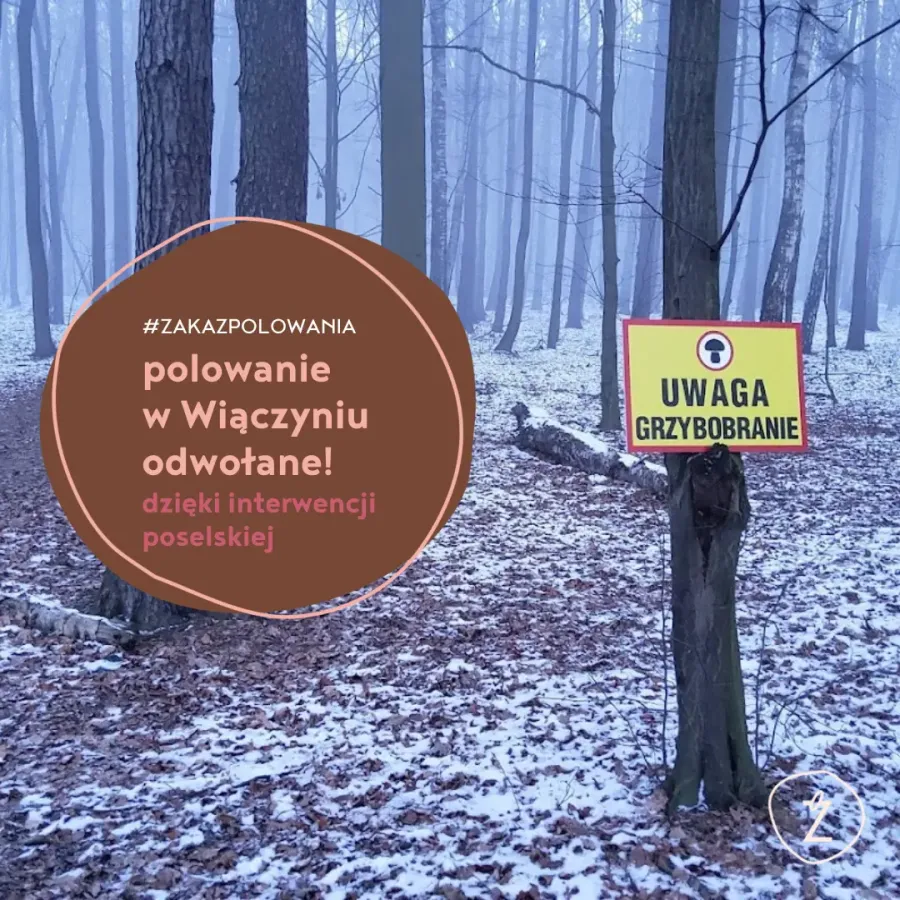 polowanie w Wiączyniu odwołane