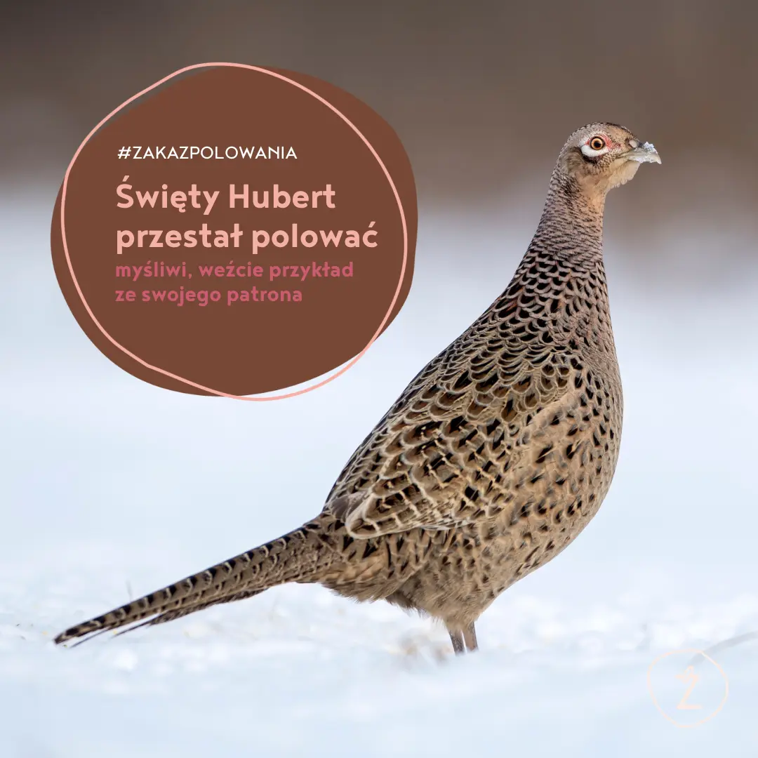 święty Hubert przestał polować
