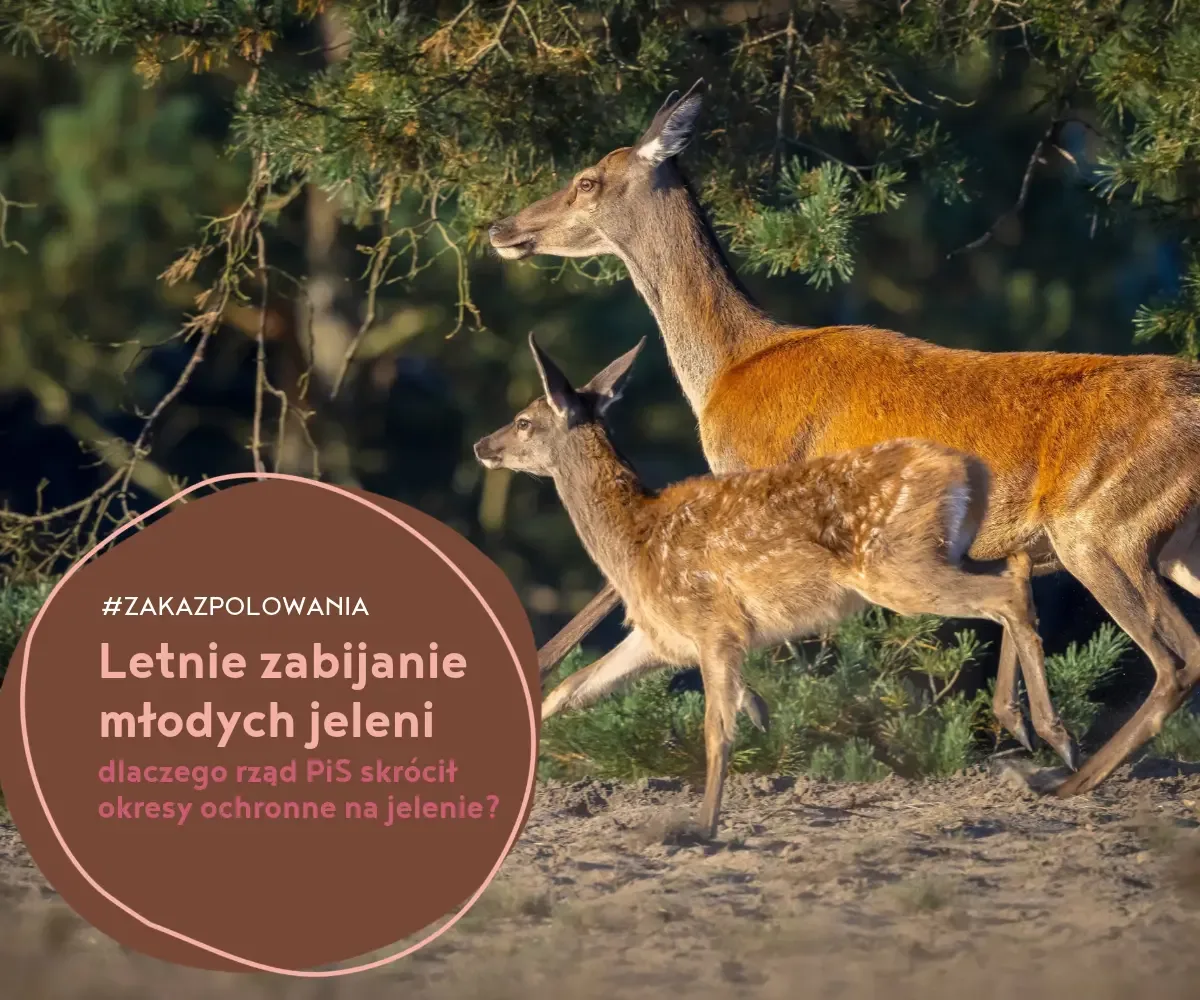 na zdjęciu samica jelenia (łania) ze swoim dzieckiem