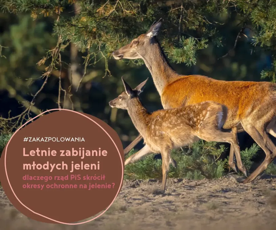 na zdjęciu samica jelenia (łania) ze swoim dzieckiem